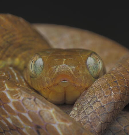 close-up of the face and eyes of a brown treesnake, with its tail wrapping around itself