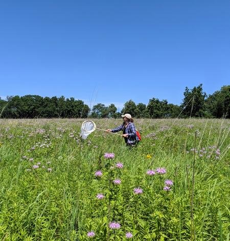 Scientist collecting insects with a net on a hoop