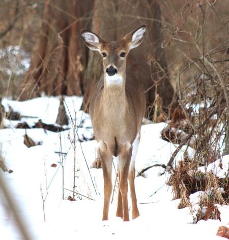 white tailed deer with black eyes, black nose, white ears and tail, and brown fur, standing in snow near the woods