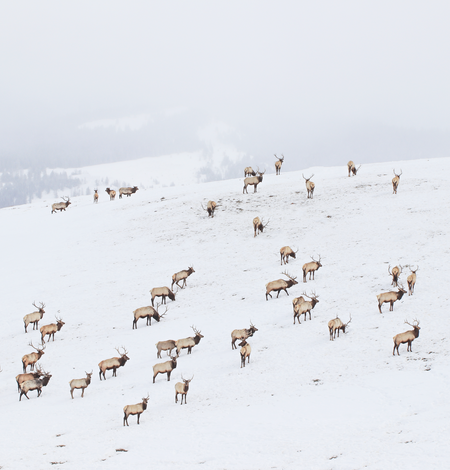 dozens of elk walk across a snowy hill in wintery conditions