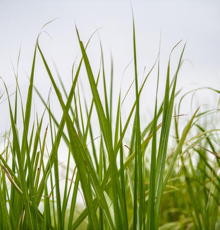 Close up view of cane used for biofuel