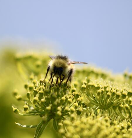 A yellow and black bumble bee feeding on a yellow flower.