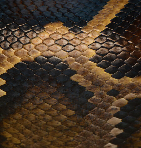 close-up of brown and tan snake scales