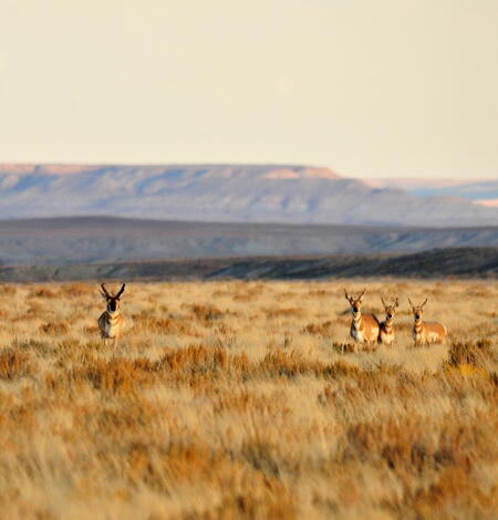 five pronghorn stand in a brown, sagebrush landscapes, hills in the bakcground