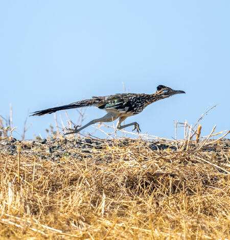 a roadrunner quickly runs along dried grasses, blue sky in background