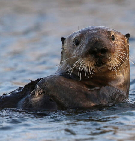 Sea otter on it's back looking right at the camera