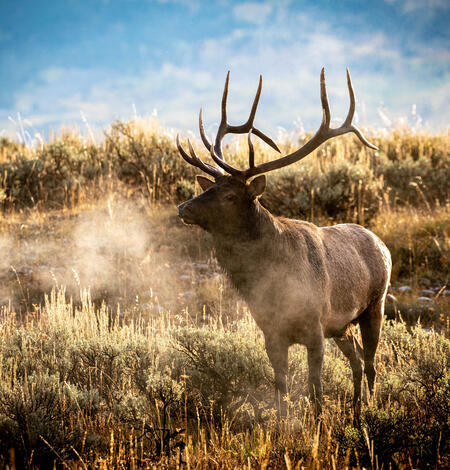 horned elk exhales fog, surrounded by sagebrush shrubs