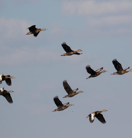 flock of ducks flying in the sky
