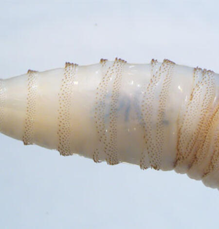 A small transluscent worm with markings that resemble a screw