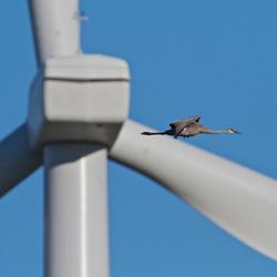 Sandhill Cranes fly in close proximity to wind turbines near Horicon National Wildlife Refuge in east-central Wisconsin.