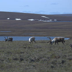 Caribou roaming the Arctic Coastal Plain