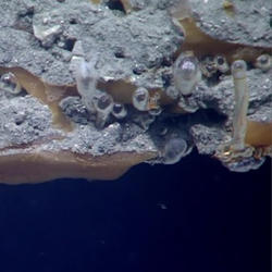 Photograph of gas hydrates and gas bubbles near the seafloor