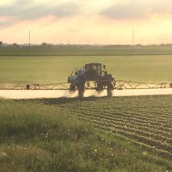 Agricultural field with row crops and pesticide sprayer