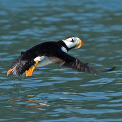 A Horned Puffin taking off from the water