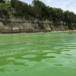 Harmful algal blooms turn water in Milford lake emerald green