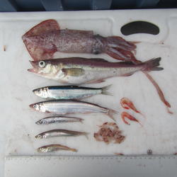 forage species caught in trawl net, Alaska