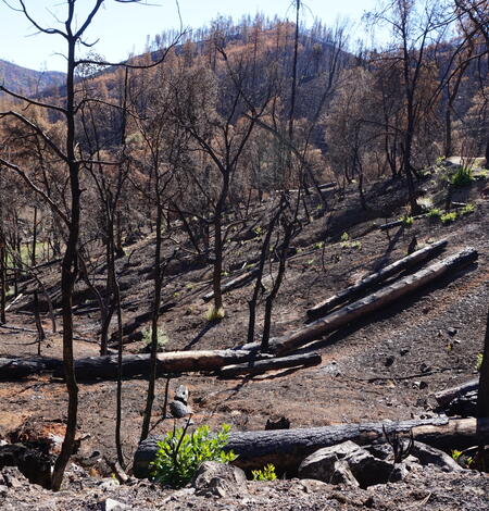 Burned forest with a few small plants growing between burned trees.