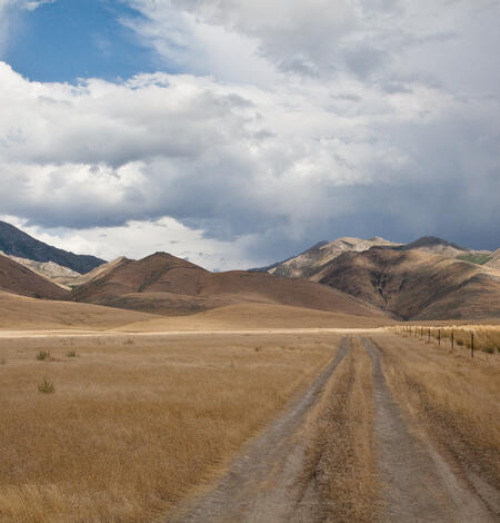 Cheatgrass in the Santa Rosa Range, Nevada.
