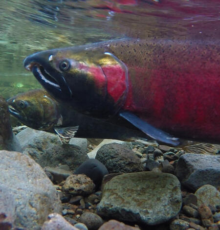 Picture of a mature salmon