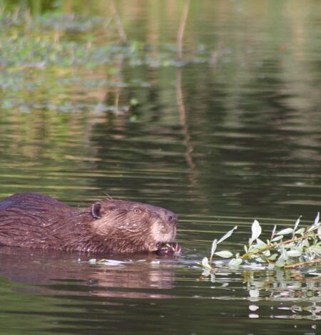 beaver
