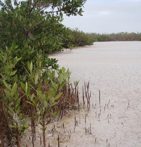 Mangroves on the outside of a playa within Florida Bay