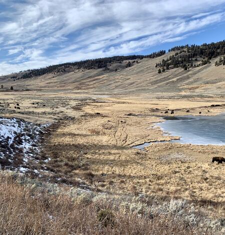 Bison in Yellowstone National Park’s Northern Range