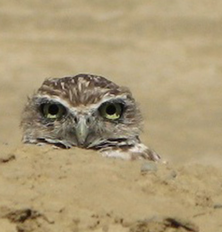 Burrowing Owl