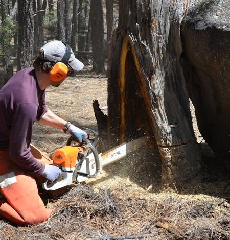 Using a chainsaw to extract a cross-section for analysis from a dead fire-scarred ponderosa pine in New Mexico