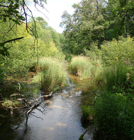 Photo of the Little Plover River, Wis.