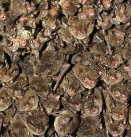 Tightly clustered roosting bats