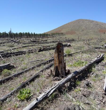 Long dead ponderosa pine lying on the ground in area now dominated by annual grasses