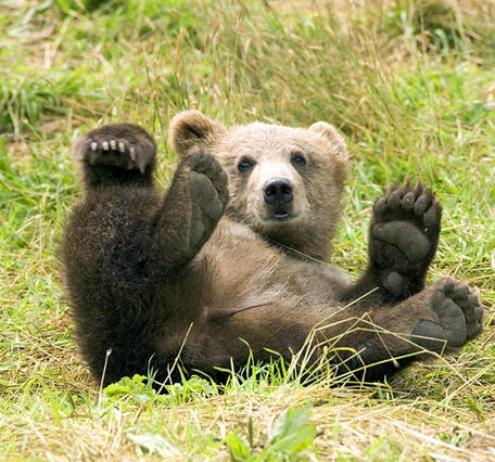 Image: A Brown Bear in the Kodiak National Wildlife Refuge.