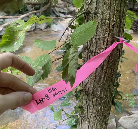 A pink high water mark flag nailed to a tree.