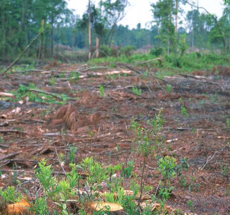 Bare ground littered with remnants of trees cut down with a few trees standing in the background