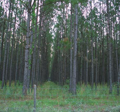 A thick stand of pine trees