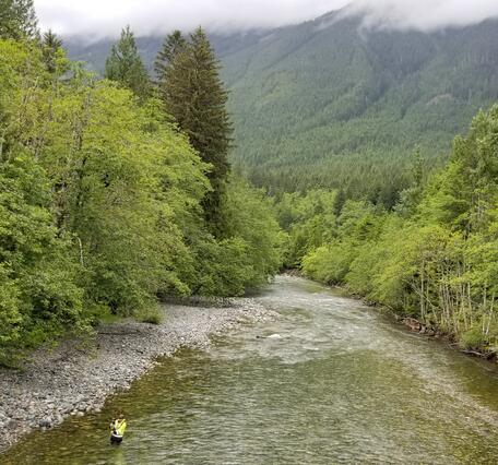 A river runs through a dense green forest. A person stands in the river with a rod.