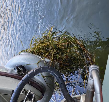 Plants tangle a boat propeller