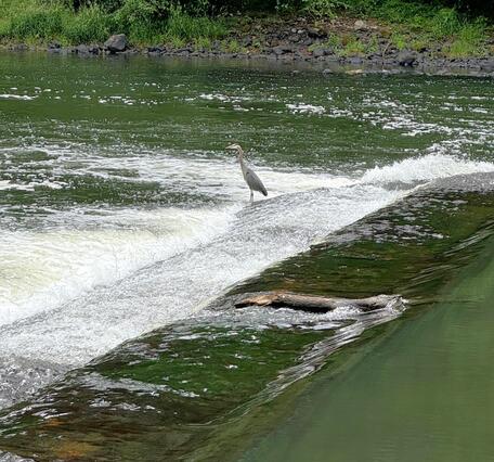 majestic bird stands in the center of shallow cascading white and green river water 