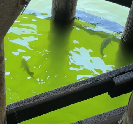 two fish swim in bright green river water shaded by a wooden structure