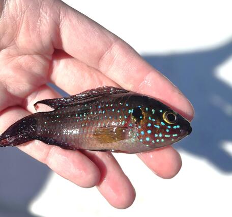 A hand holds a reddish fish with blue-green dots