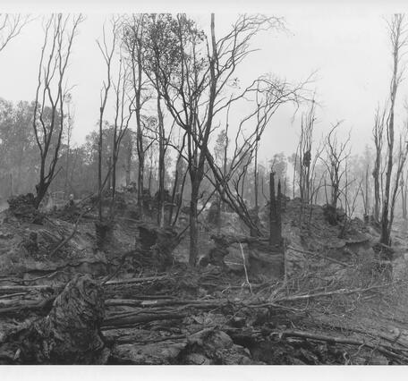 burned trees during 1961 Fissure Eruption near Nāpau Crater