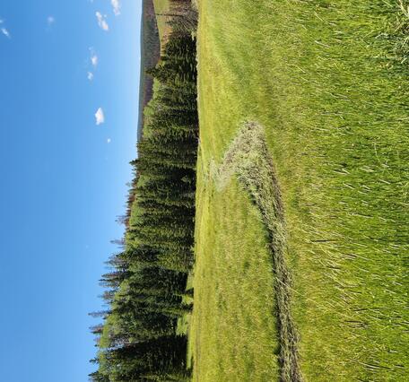 path made by flowing water in a green meadow with pine trees in the background