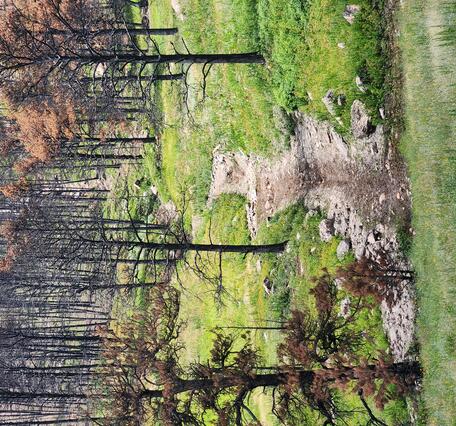 sediment filled channel in a meadow filled with burned trees