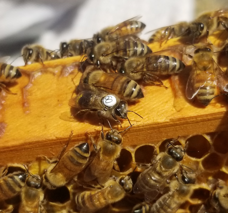 Bee marked with tag white 60 on hive frame