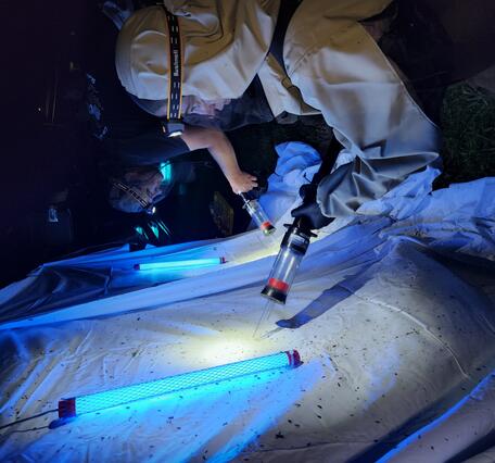 Collection of adult aquatic insects at night from a white sheet with a blacklight using a vacuum aspirator. 