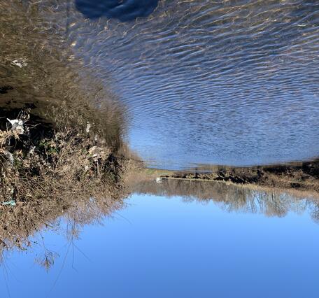 Looking upstream along the river with muddy leaves hanging in the shrubbery along the banks