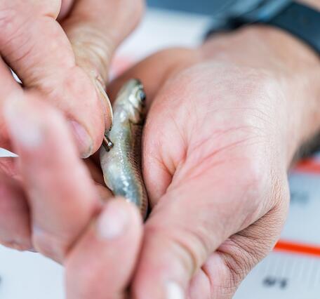 A scientist implants a tiny pill-shaped tag into a small silver fish that is in his hands.