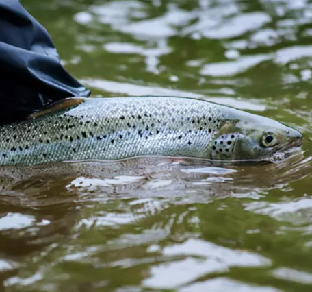 An Atlantic Salmon is held above green water by someone and about to be released.