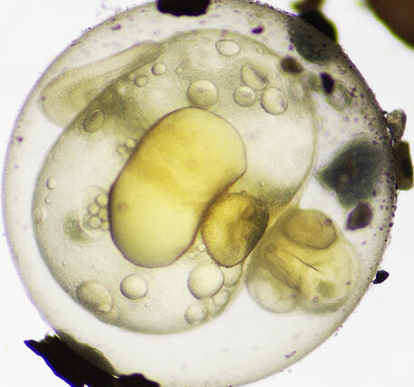 A fish egg with an embryo under a microscope.