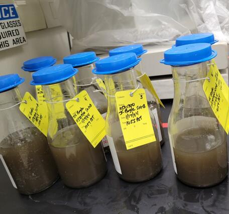 brown water in clear glass bottles with blue lids and yellow ID tags